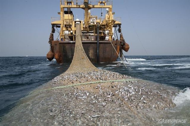 navi cinesi pescano illegalmente in Africa occidentale