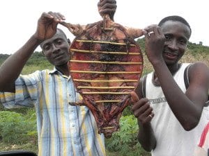 consumo di carne di animali selvatici in Africa