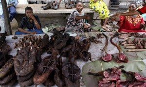 consumo di carne di animali selvatici in Africa