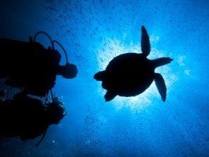 Le Sirene del Mozambico - tartarughe marine