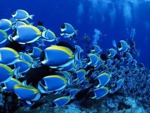 Gli straordinari reef corallini del Mozambico
