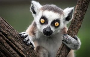 Madagascar: lemuri e baobab