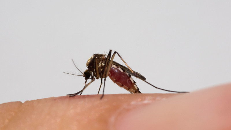 le zanzare sono portatrici del contagio di dengue