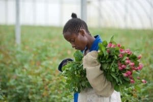 San Valentino: una rosa su quattro è africana