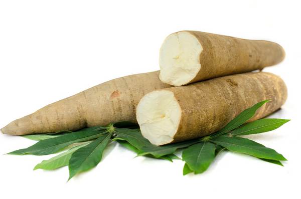 manioca_tapioca_cassava