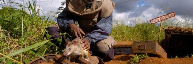 sminatore in africa