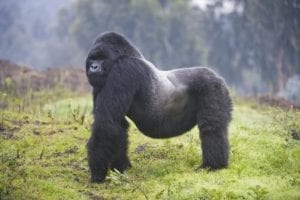 gorilla 