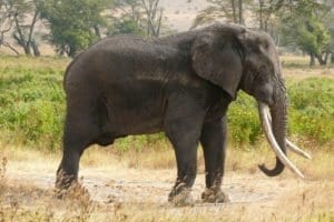 elefante africano