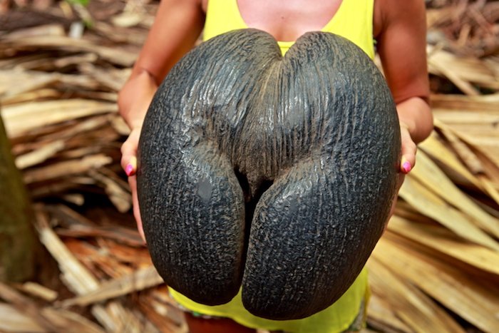 Seychelles: paradiso naturale