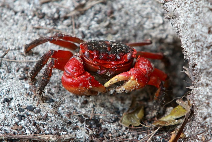 Seychelles: paradiso naturale