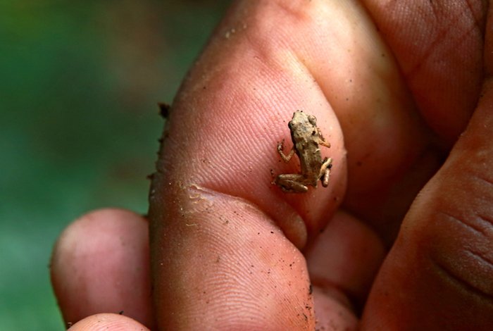 Seychelles: paradiso naturale