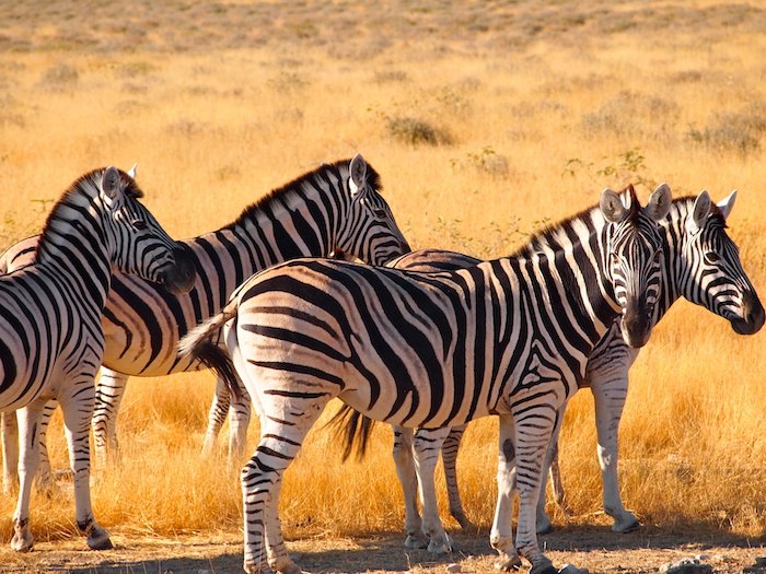 Namibia: gli animali di Etosha
