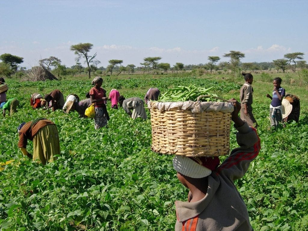 agricoltura in etiopia