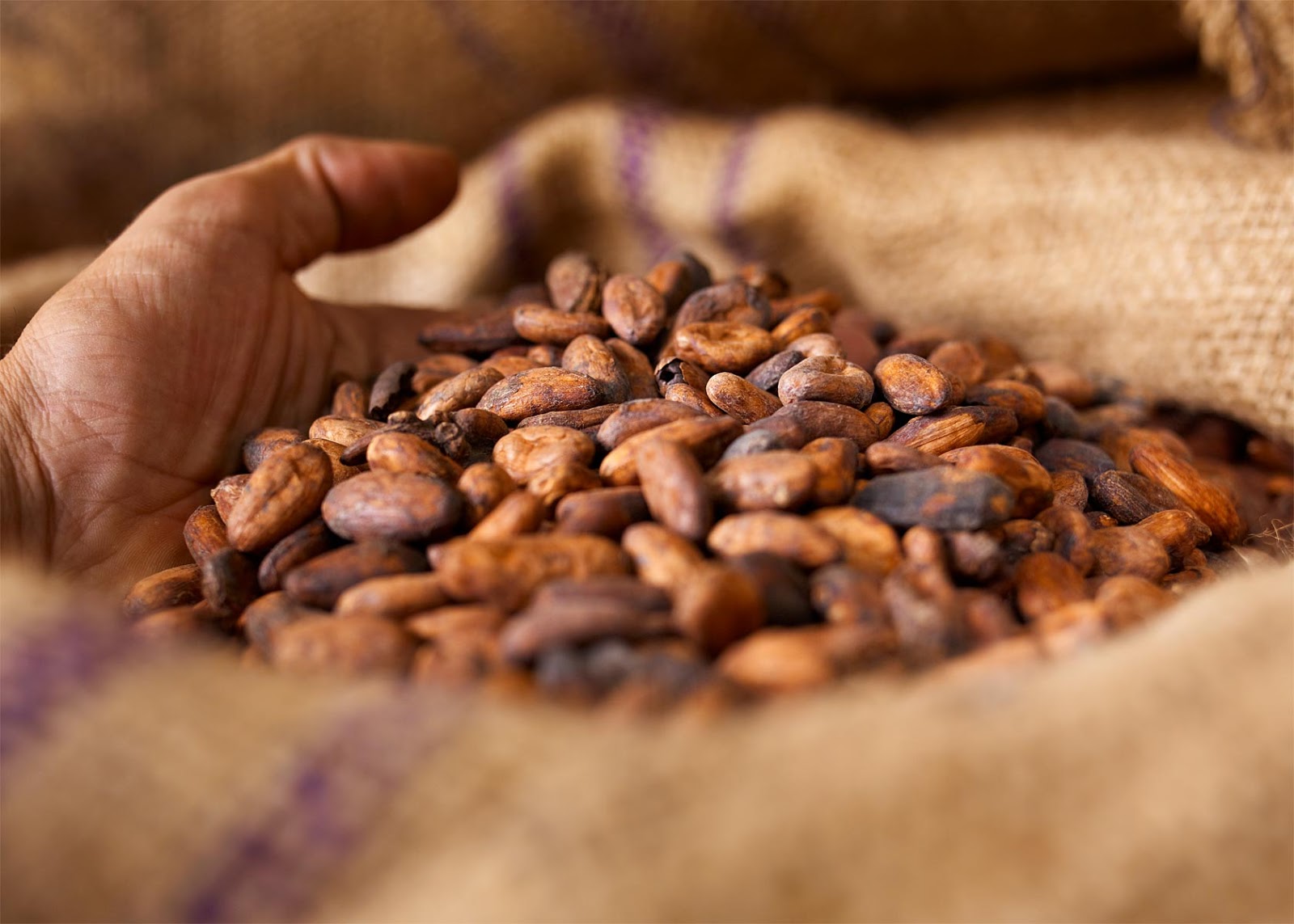 L’industria del cacao vale 200 miliardi ma all’Africa restano le briciole