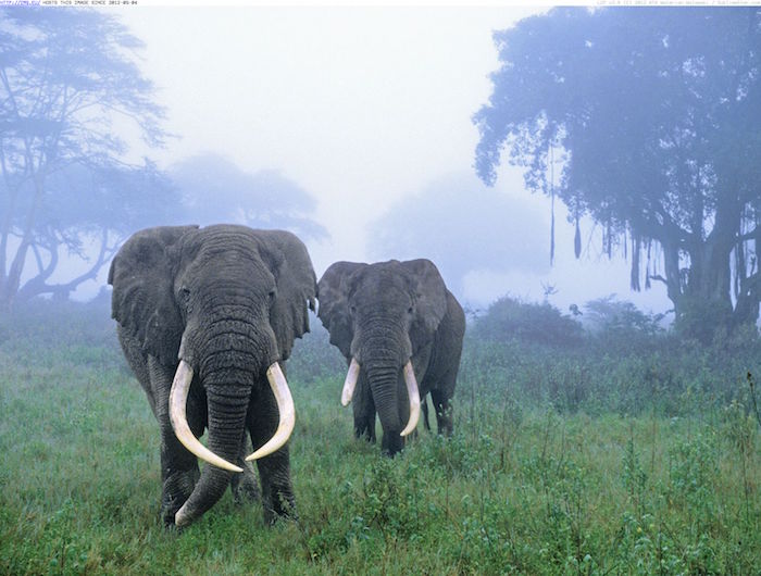 Tanzania: l’eden di Ngorongoro