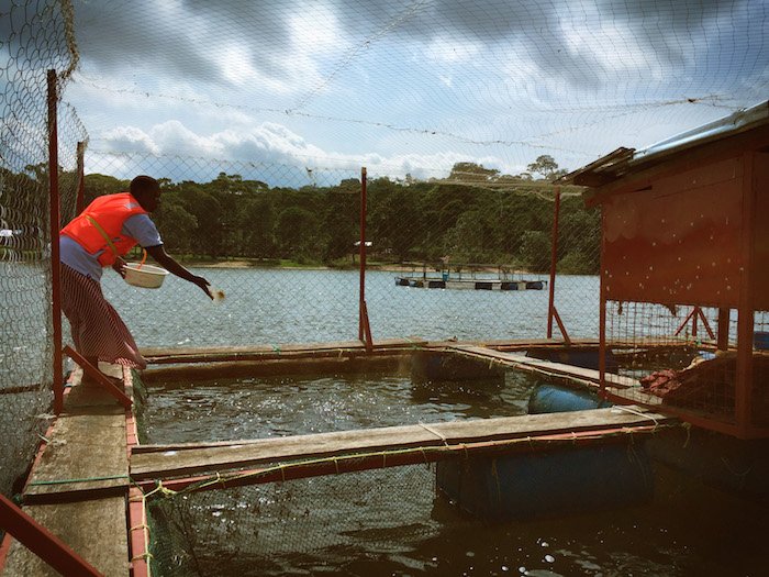 Dalla Bocconi al Lago Vittoria, una start up tecnologica