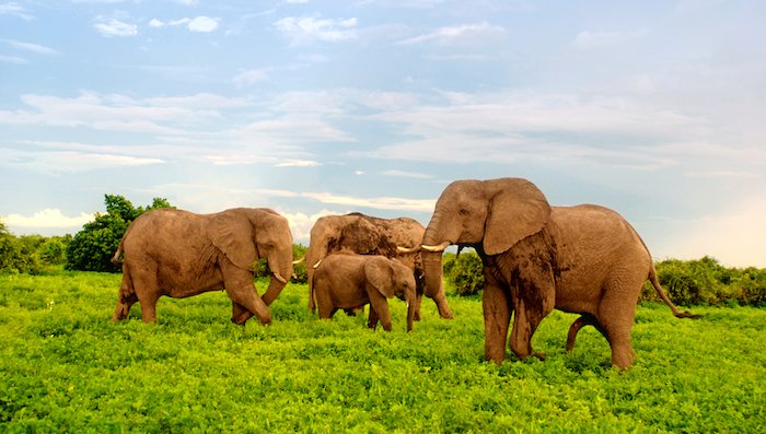Zambia: un safari tra i pipistrelli