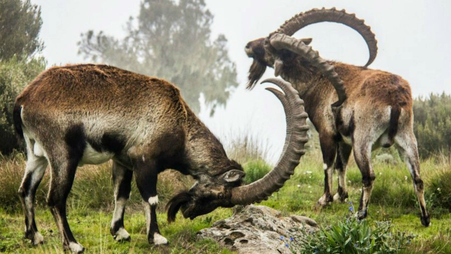 Etiopia: trekking sull’altopiano