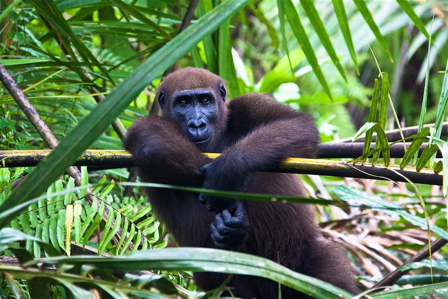 Ecoturismo in Gabon