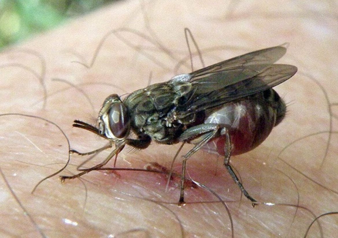 mosca tse tse