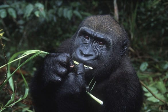 Western lowland gorilla (Gorilla gorilla gorilla)