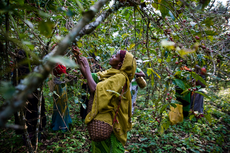 Etiopia Le Montagne Del Caffe Africa