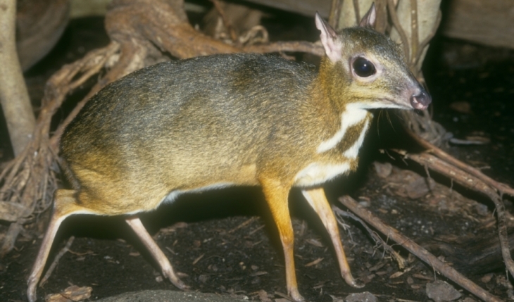 Il Tragulida Uno Degli Animali Piu Strani Al Mondo Africa