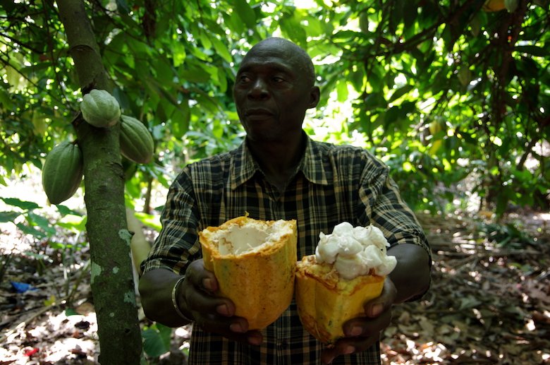 Costa d’Avorio: la fabbrica del cioccolato