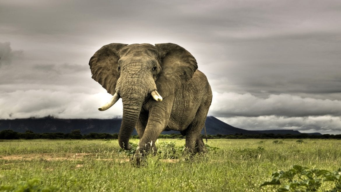 elefante africano
