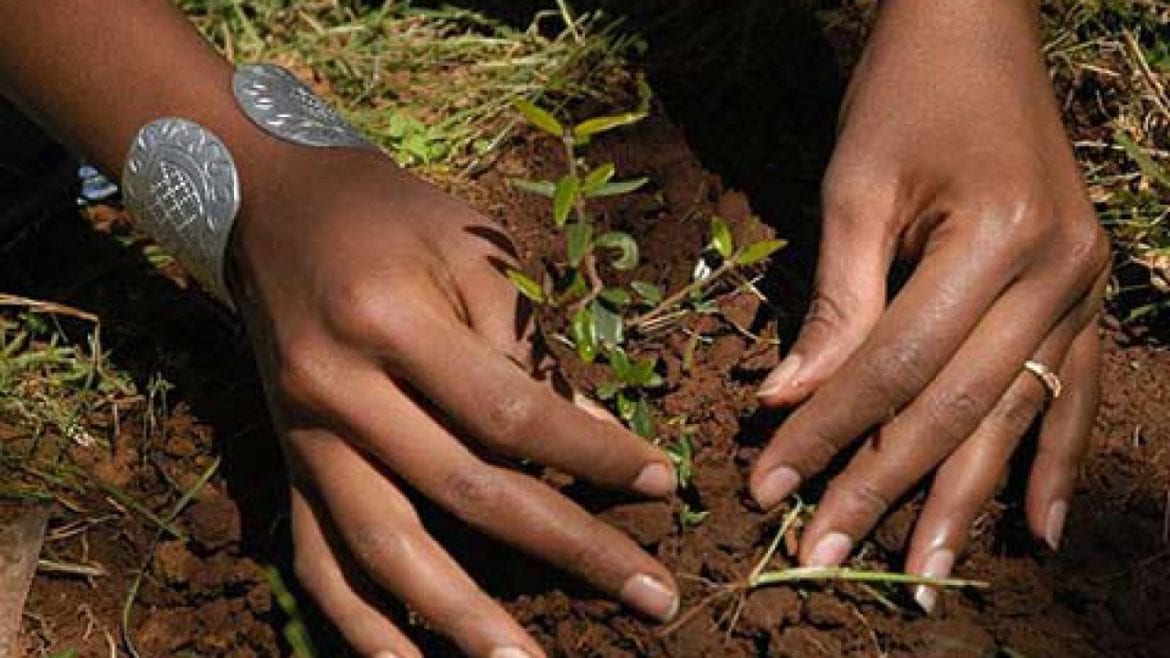 Etiopia piantumazione