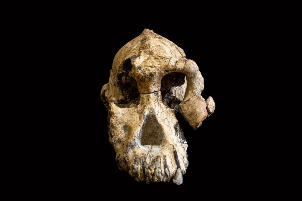 Australopithecus Anamensis