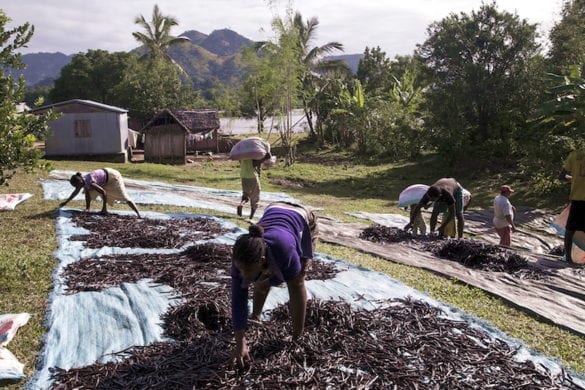 MADAGASCAR-VANILLA-ECONOMY-AGRICULTURE-FEATURE