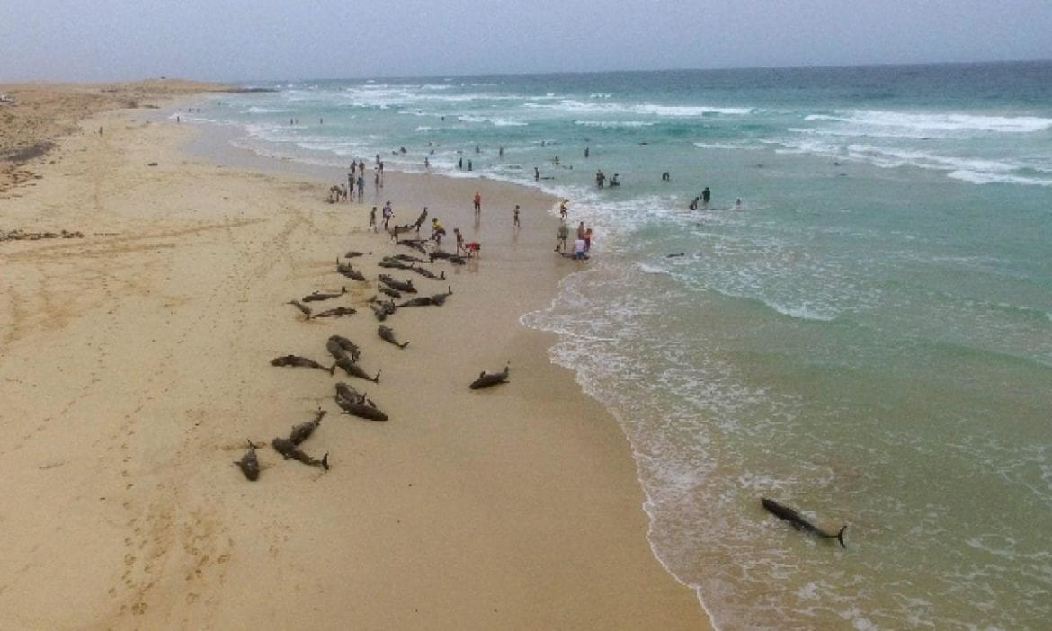 delfini a capo verde