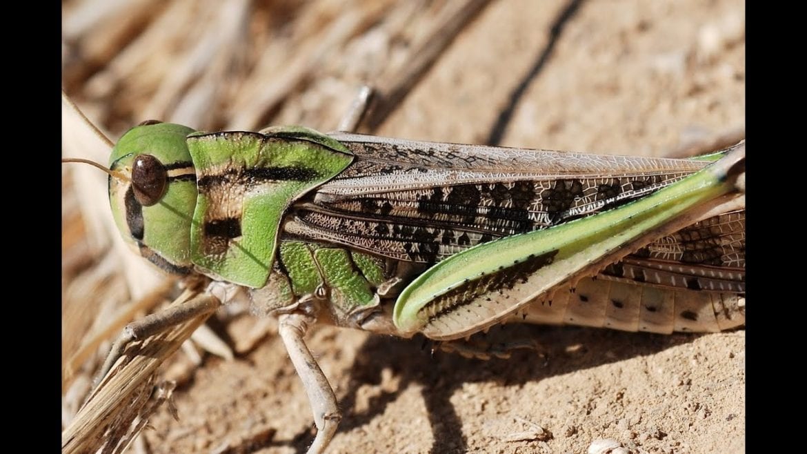locusta