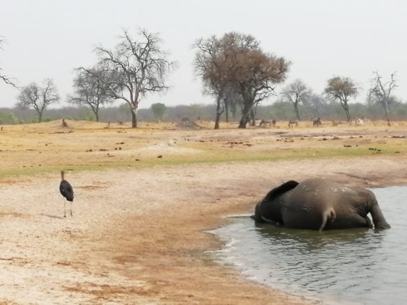 ZIMBABWE4_resize