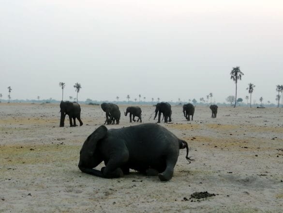 ZIMBABWE5_resize