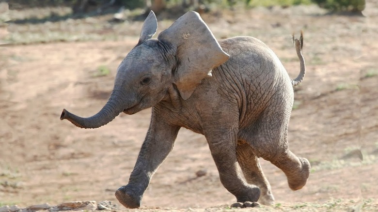 Adotta Un Elefante Africa