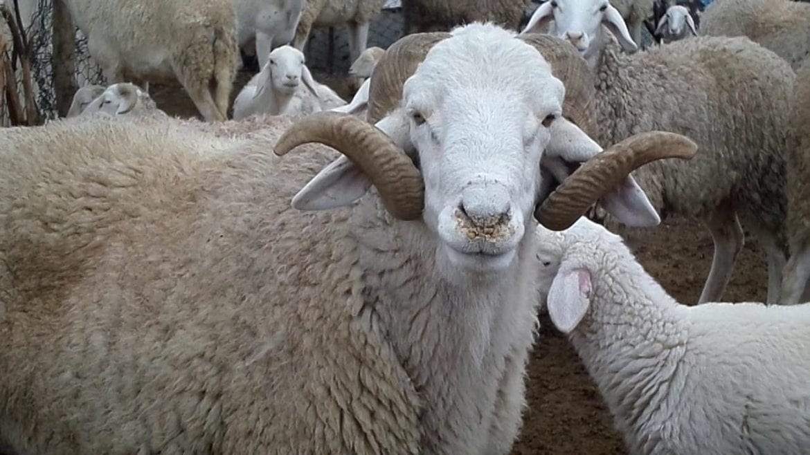 Ouled Djellal pecora algerina