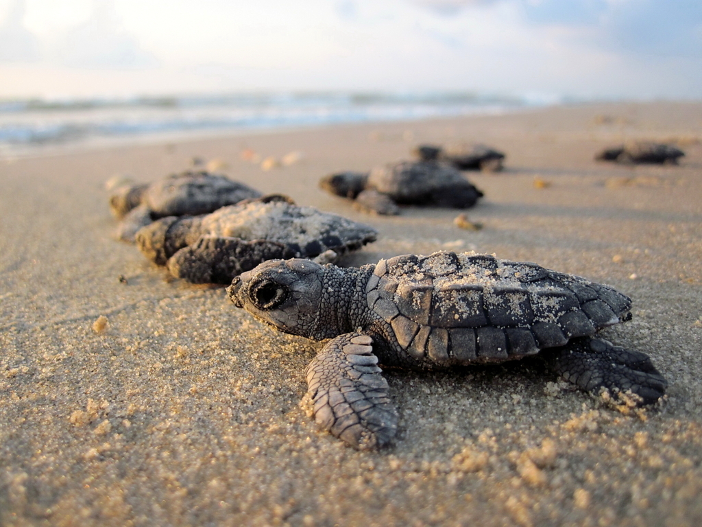 Cuccioli Di Tartaruga Marina Africa