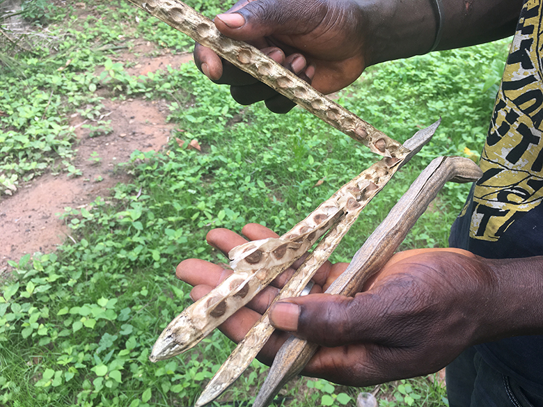 baccello moringa