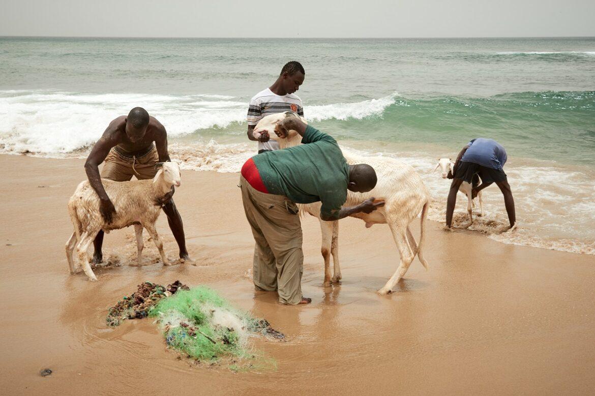 senegal pecore
