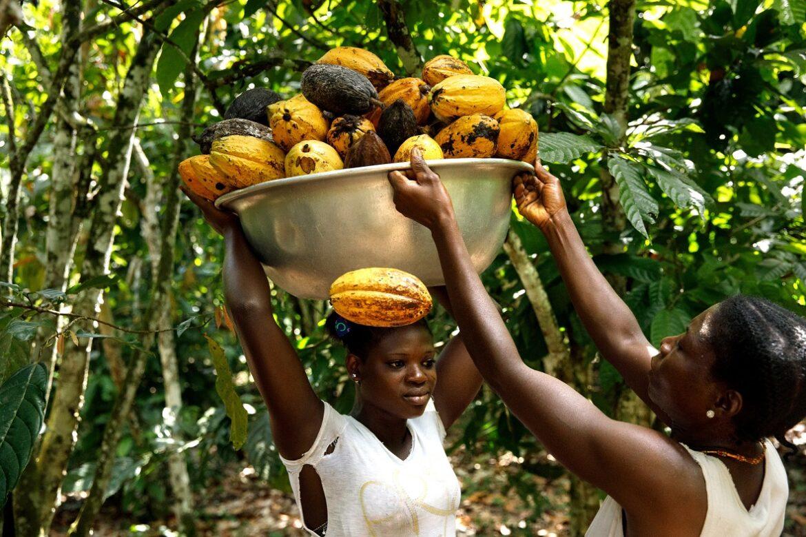 costa d'avorio cacao