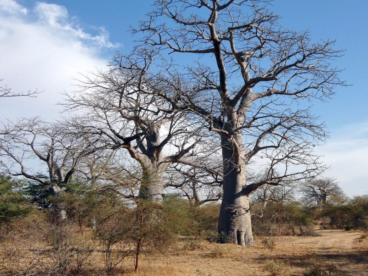 foresta senegal