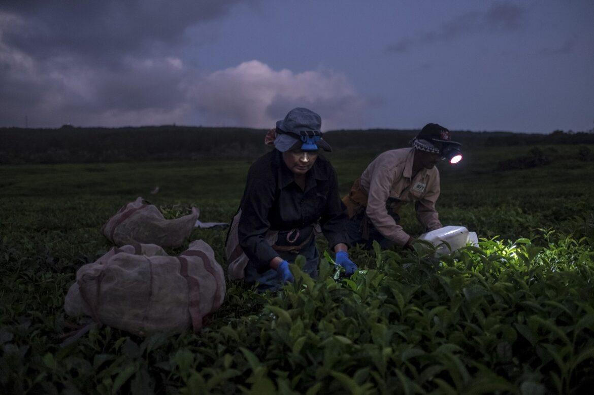 mauritius tè