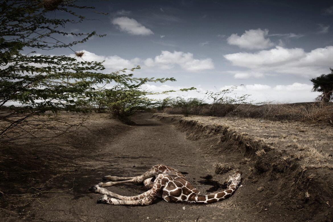 kenya giraffa