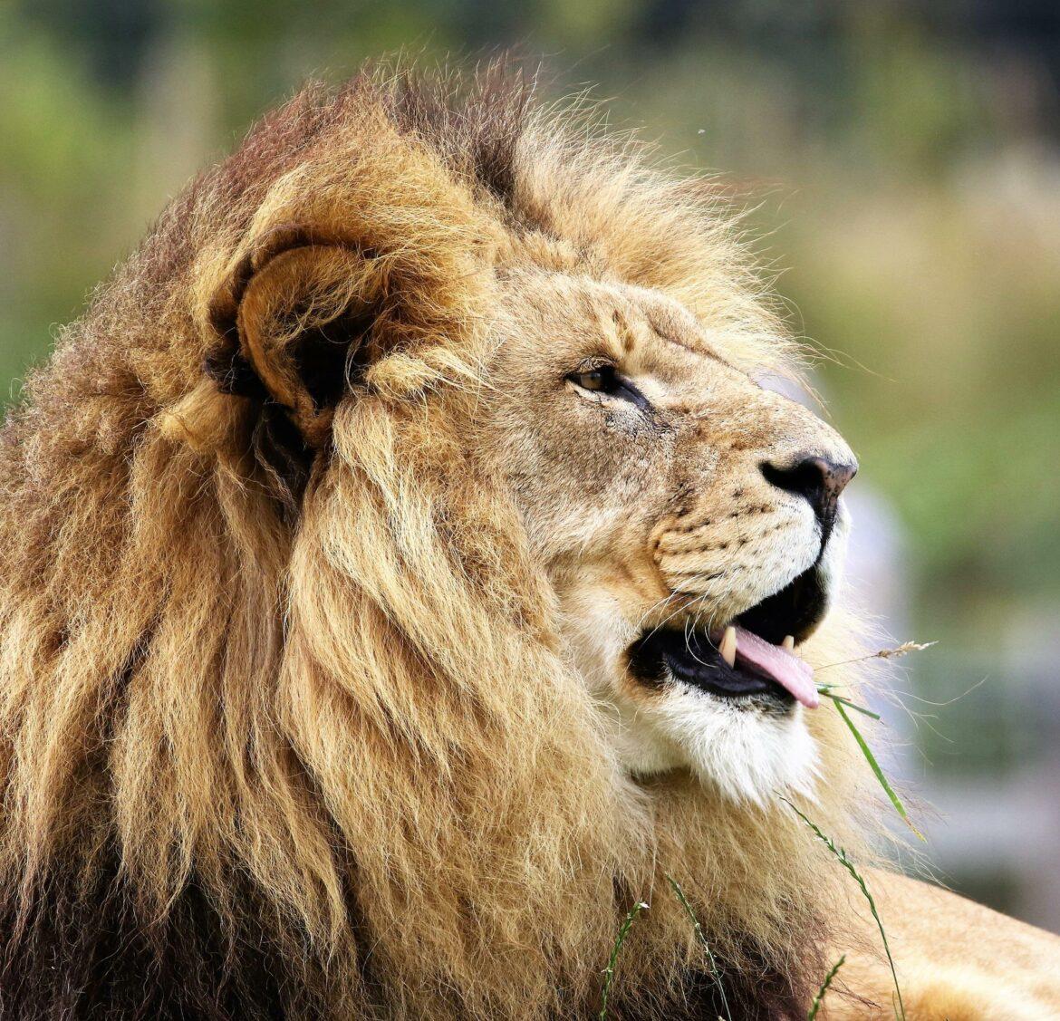 leone