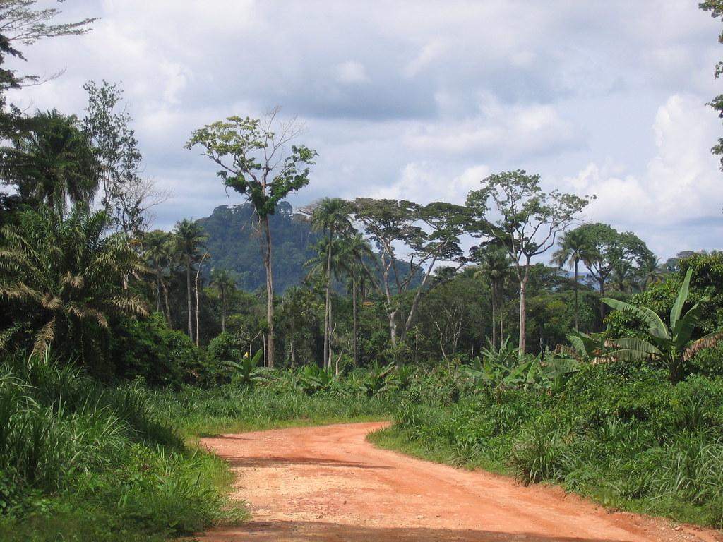 liberia foresta