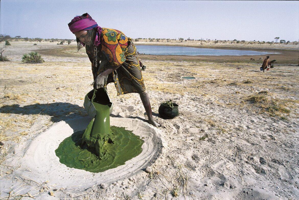 alga spirulina