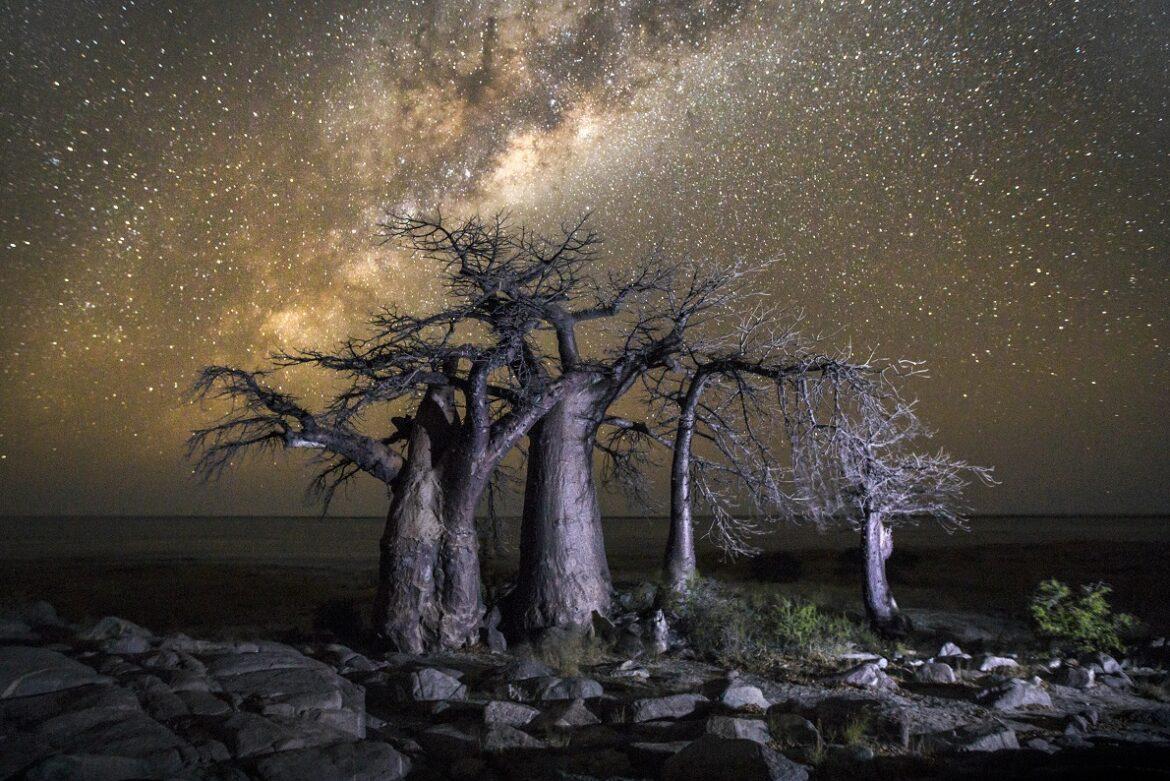 baobab