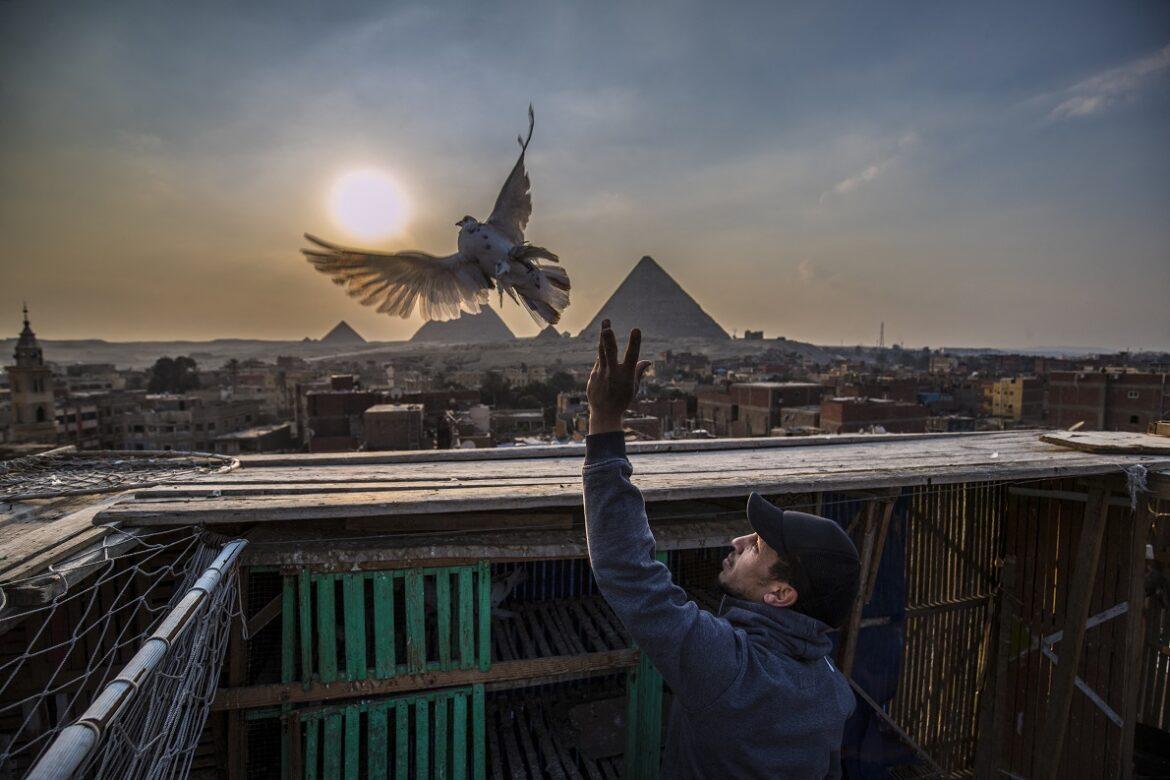 piccione cairo